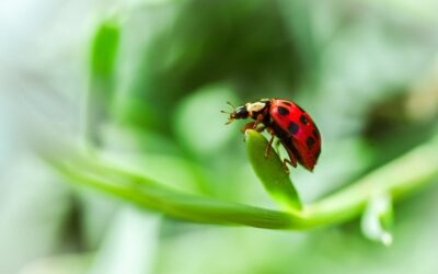 Dichiarazione iva tardiva: scadenza e sanzioni