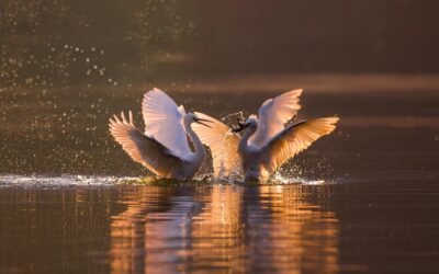 Non ci sono dubbi i consulenti Fao pagano le imposte