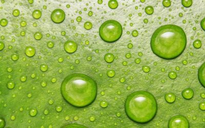 Contribuente forfettario e CPB 2025: Guida Completa