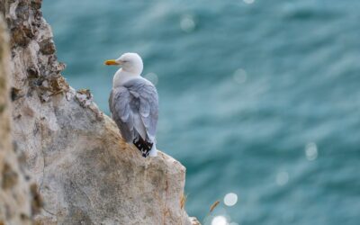 Obblighi previdenziali nella S.a.s. per familiari