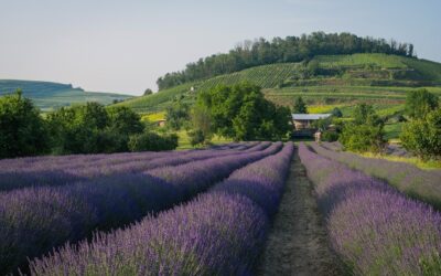 Ricorso tributario per vizi di notifica