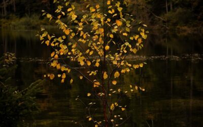 Gli eredi pagano le imposte del defunto