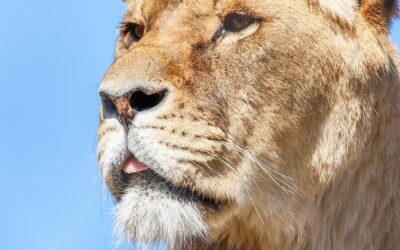 Hai solo sette giorni per la dichiarazione iva tardiva