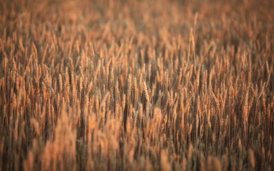 Hai pochi giorni ancora per il visto di conformità