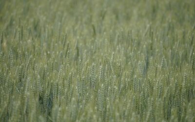 Non ci sono dubbi i consulenti Onu pagano le imposte