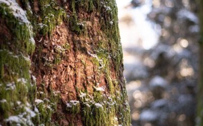 Impugna le cartelle di pagamento e vinci la causa