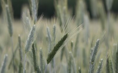 Attenzione ai rapporti fiscali tra parenti e frode